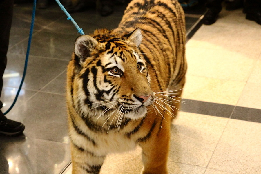 Doba Ledová v Harfě