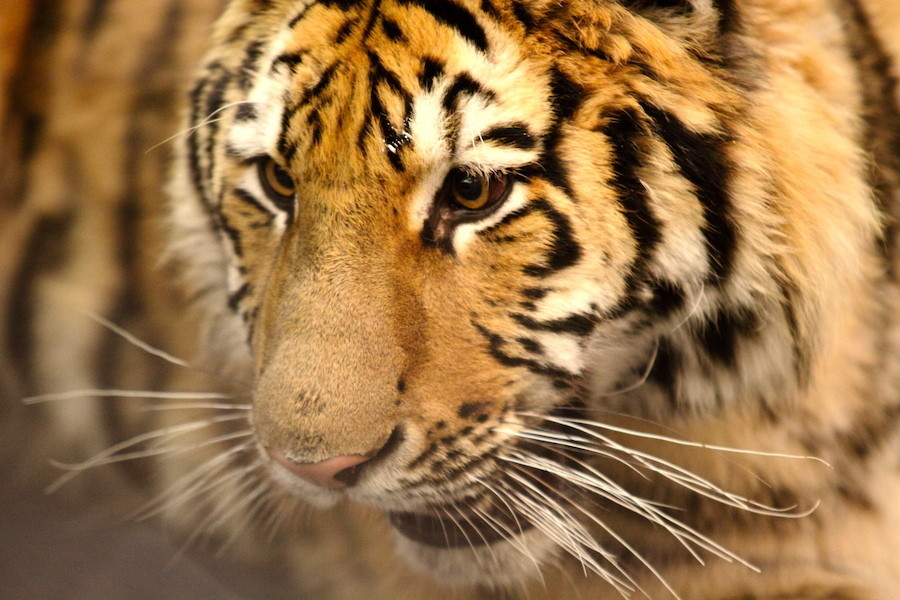 Doba Ledová v Harfě